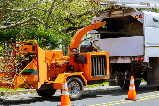 Best Large Tree Removal  in Rising Sun, MD